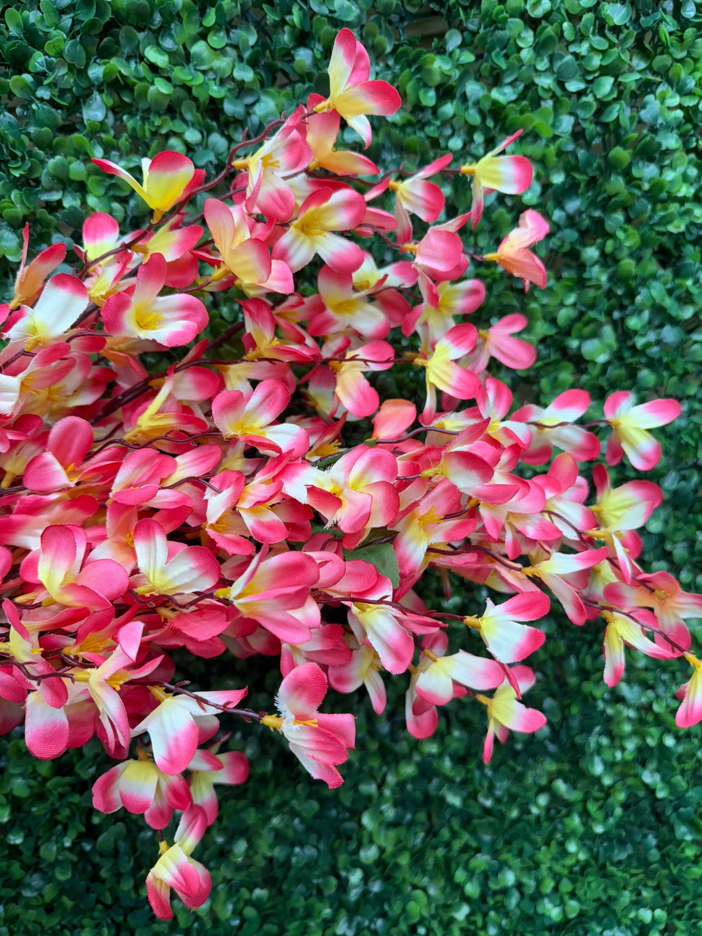 24 Inch Pink And Yellow Tweedia Bush