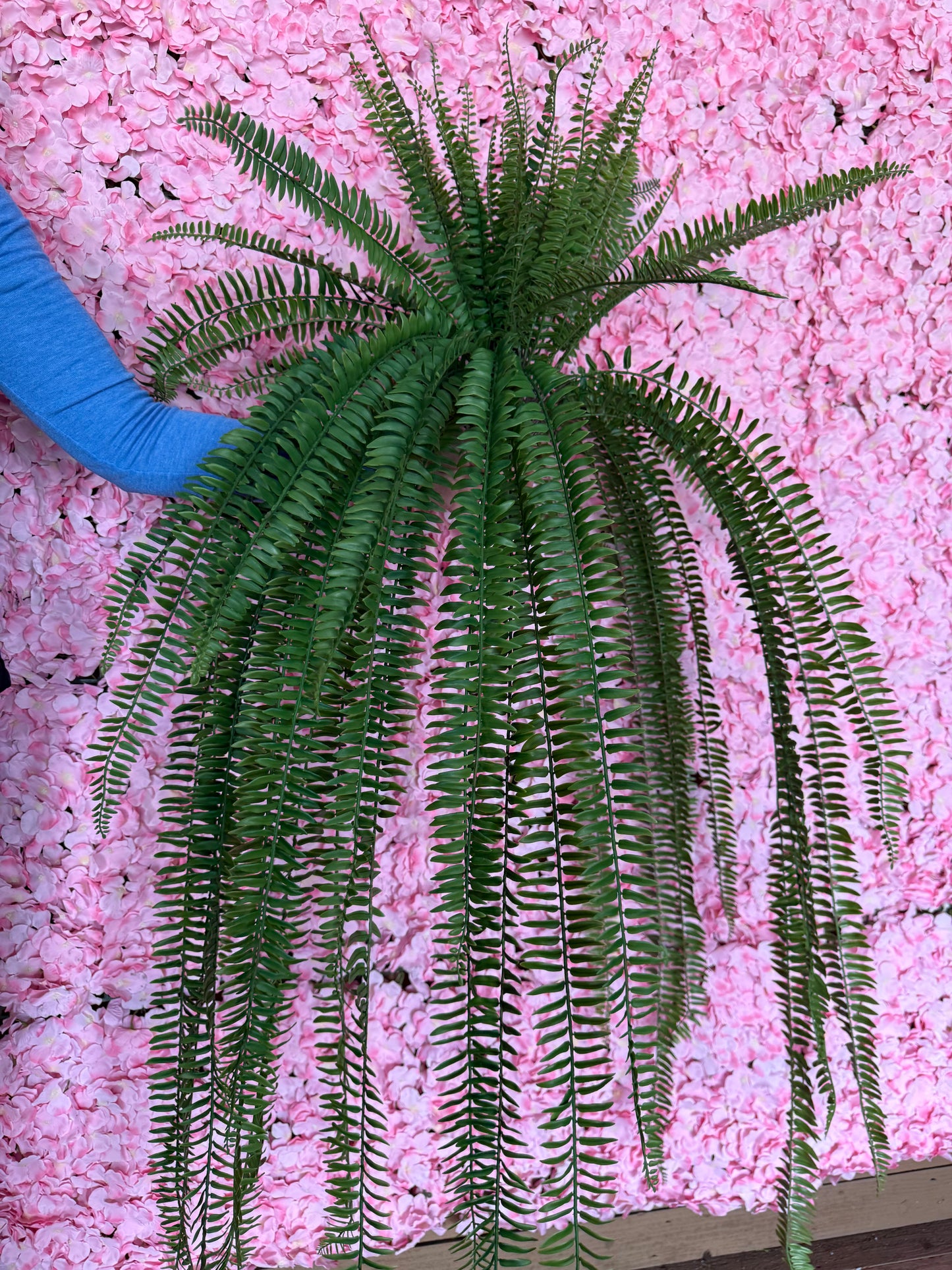 51 Inch Boston Fern Bush
