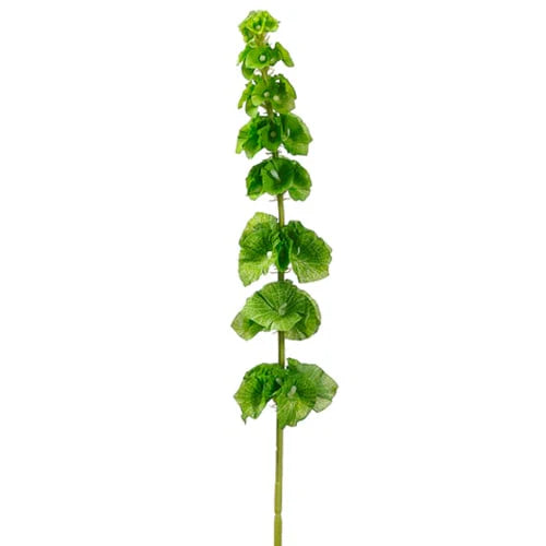 29 Inch Green Bells Of Ireland Spray