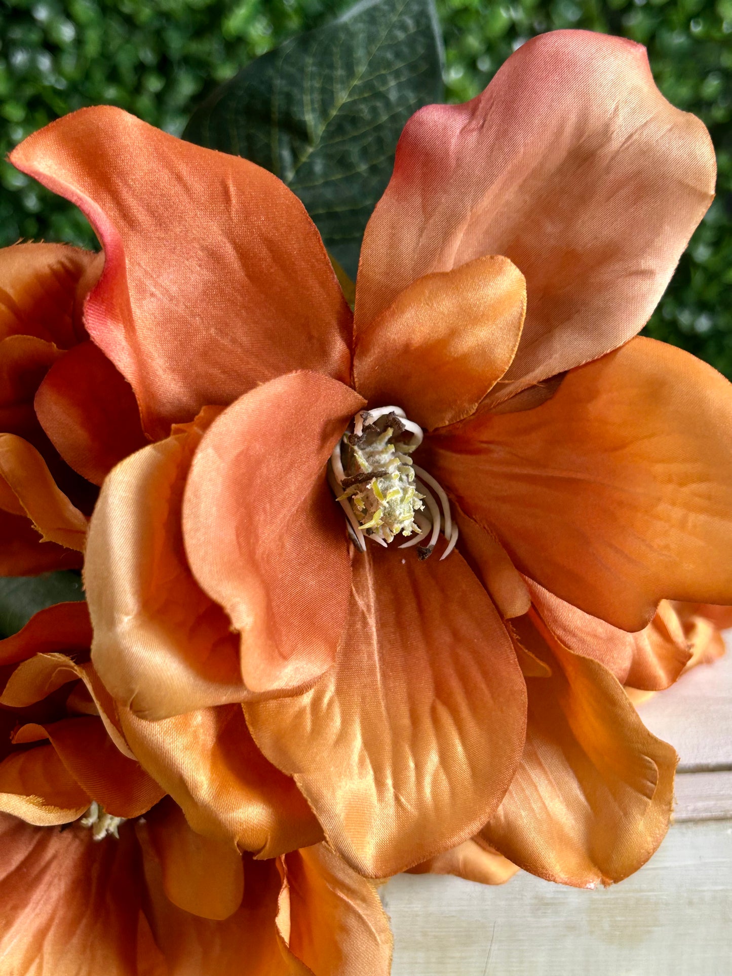 21 Inch Rust Magnolia Bush