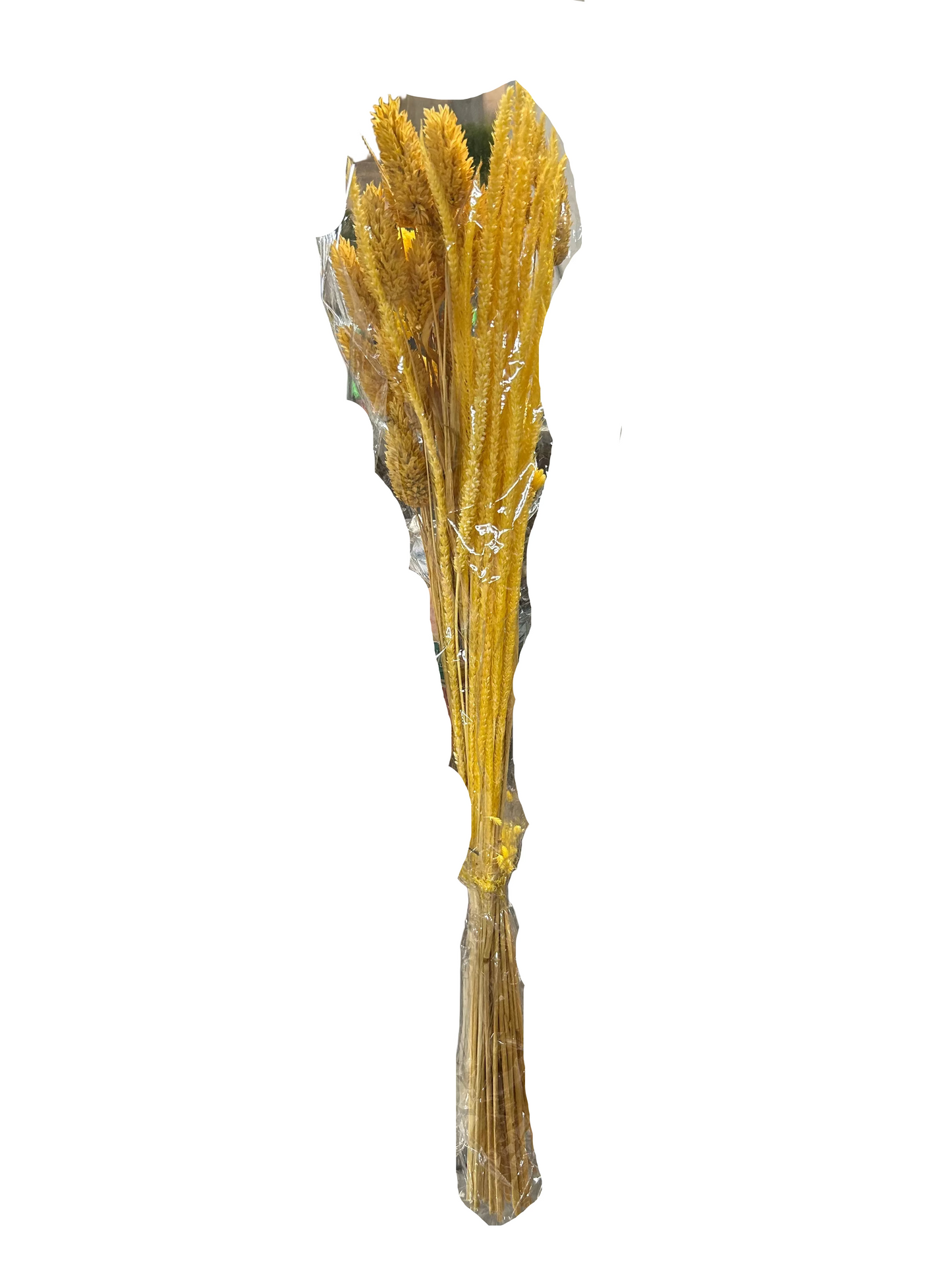 23.5 Yellow Mixed Preserved Bundle