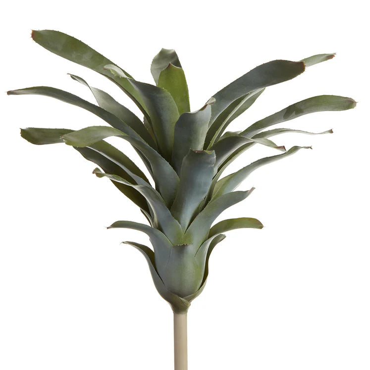 21 Inch Green Gray Bromeliad Plant