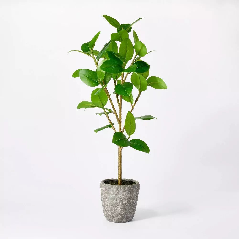threshold potted plant Banyan Tree Potted
