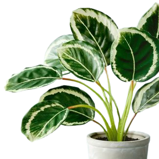 Faux Calathea Plant