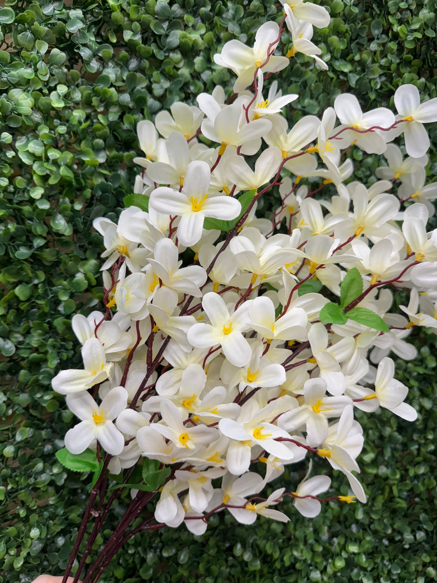 24 Inch Cream Tweedia Bush