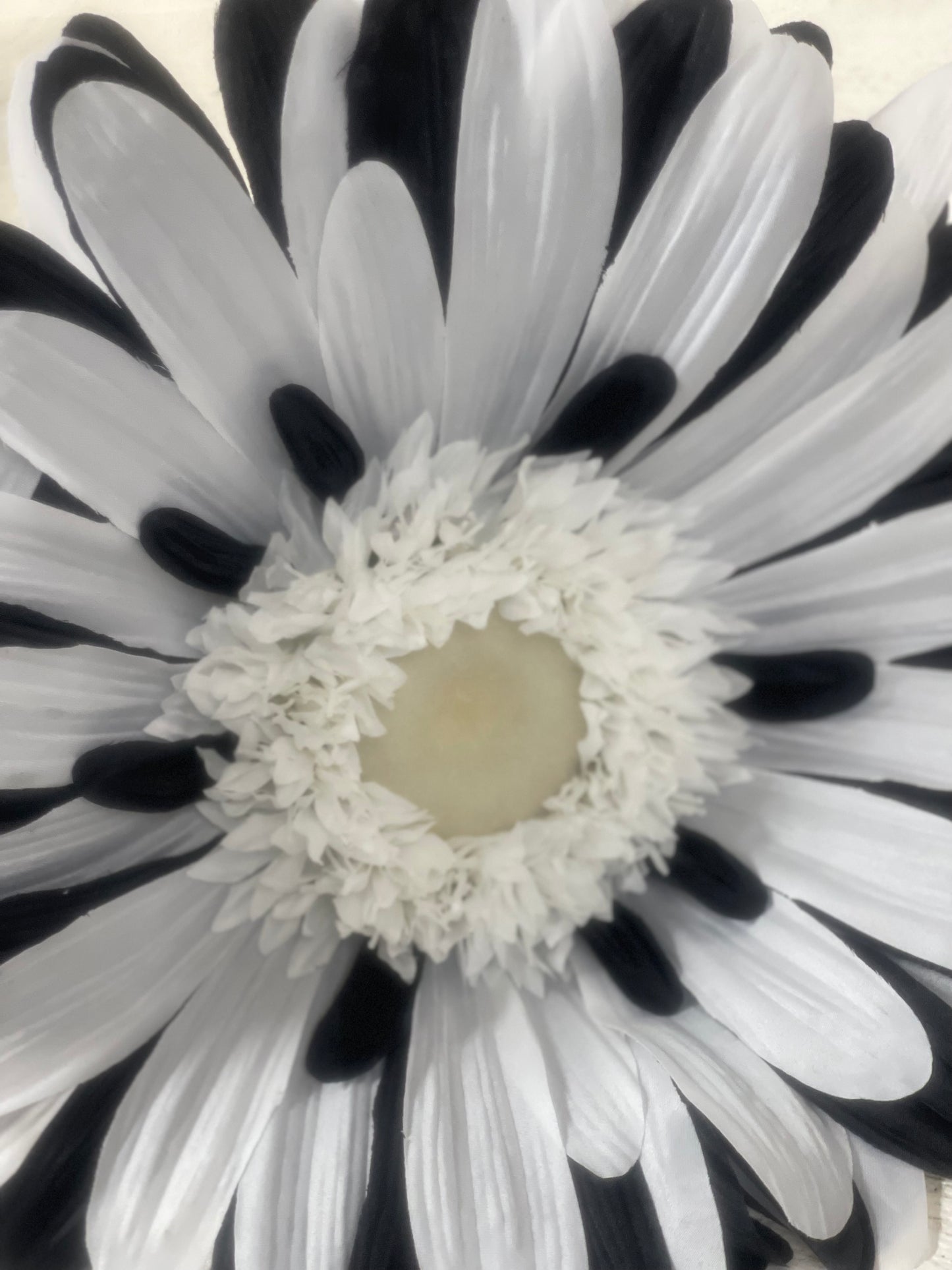 40 Inch Black And White Jumbo Gerbera Daisy