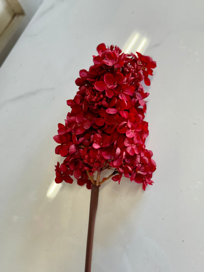 29 Inch Peegee Hydrangea Deep Red Stem