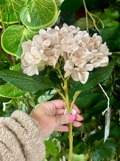 18 Inch Beige Hydrangea Stem