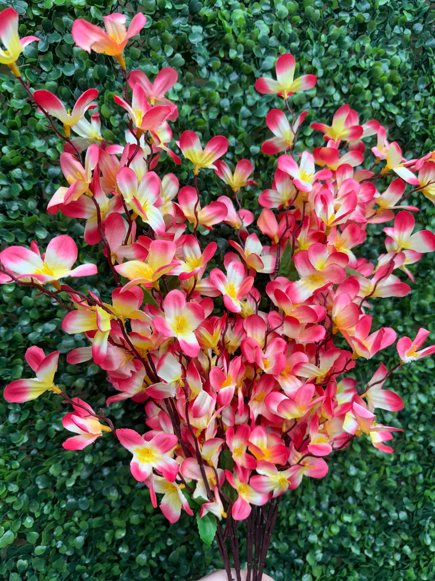 24 Inch Pink And Yellow Tweedia Bush