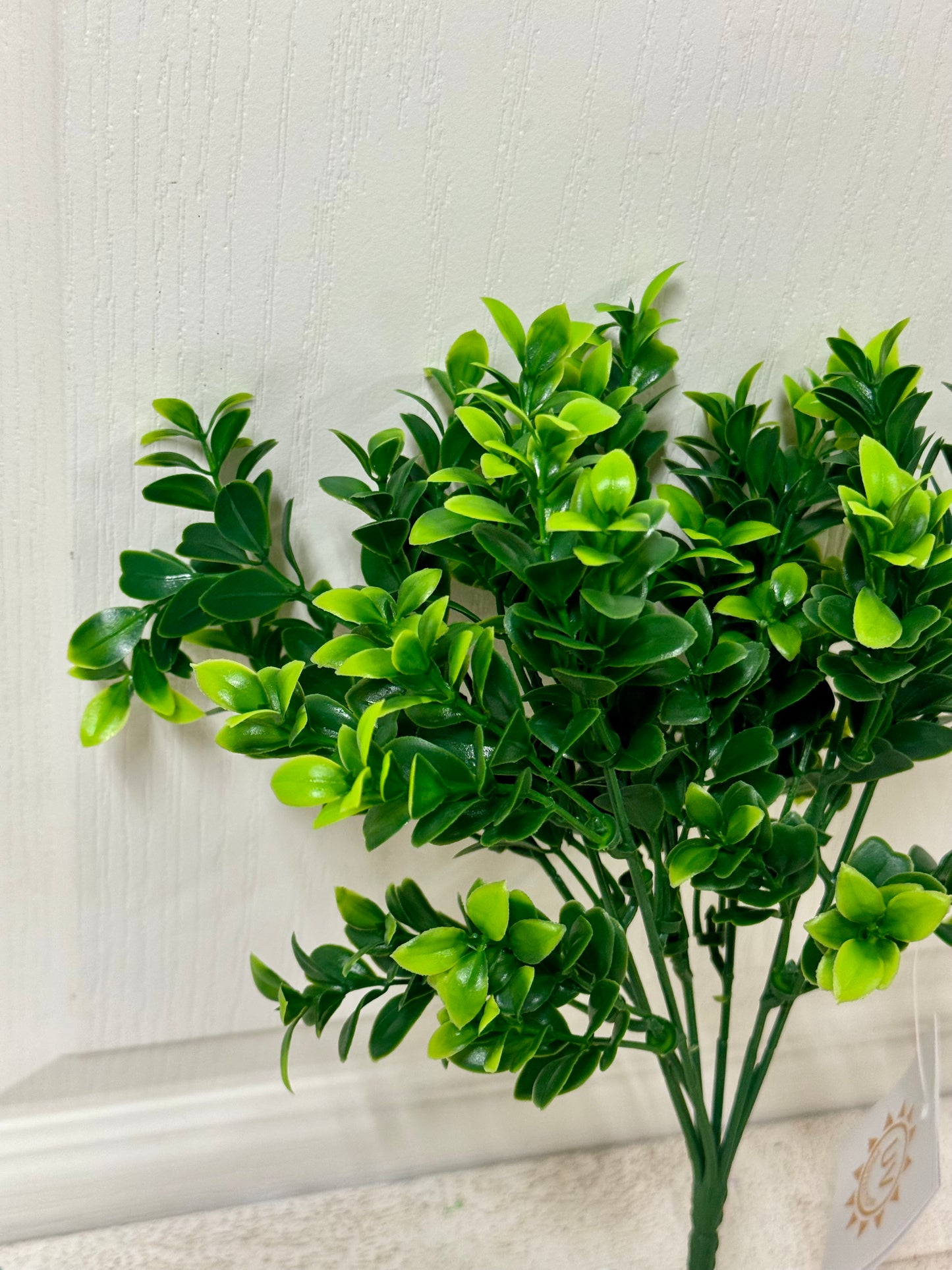 14 Inch Boxwood Bush