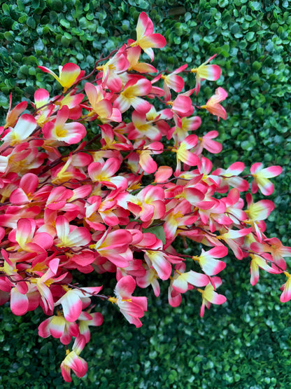 24 Inch Pink And Yellow Tweedia Bush