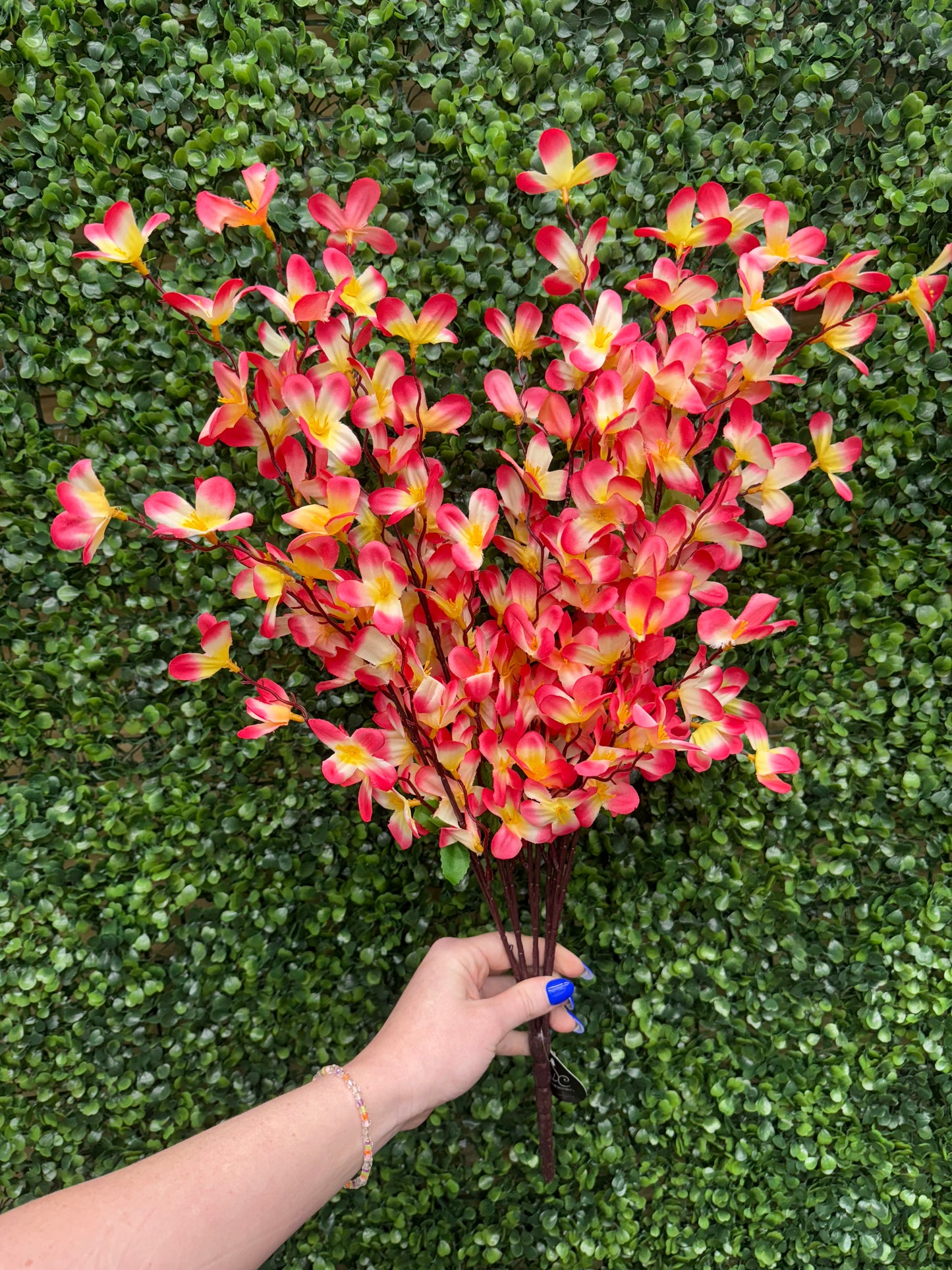 24 Inch Pink And Yellow Tweedia Bush