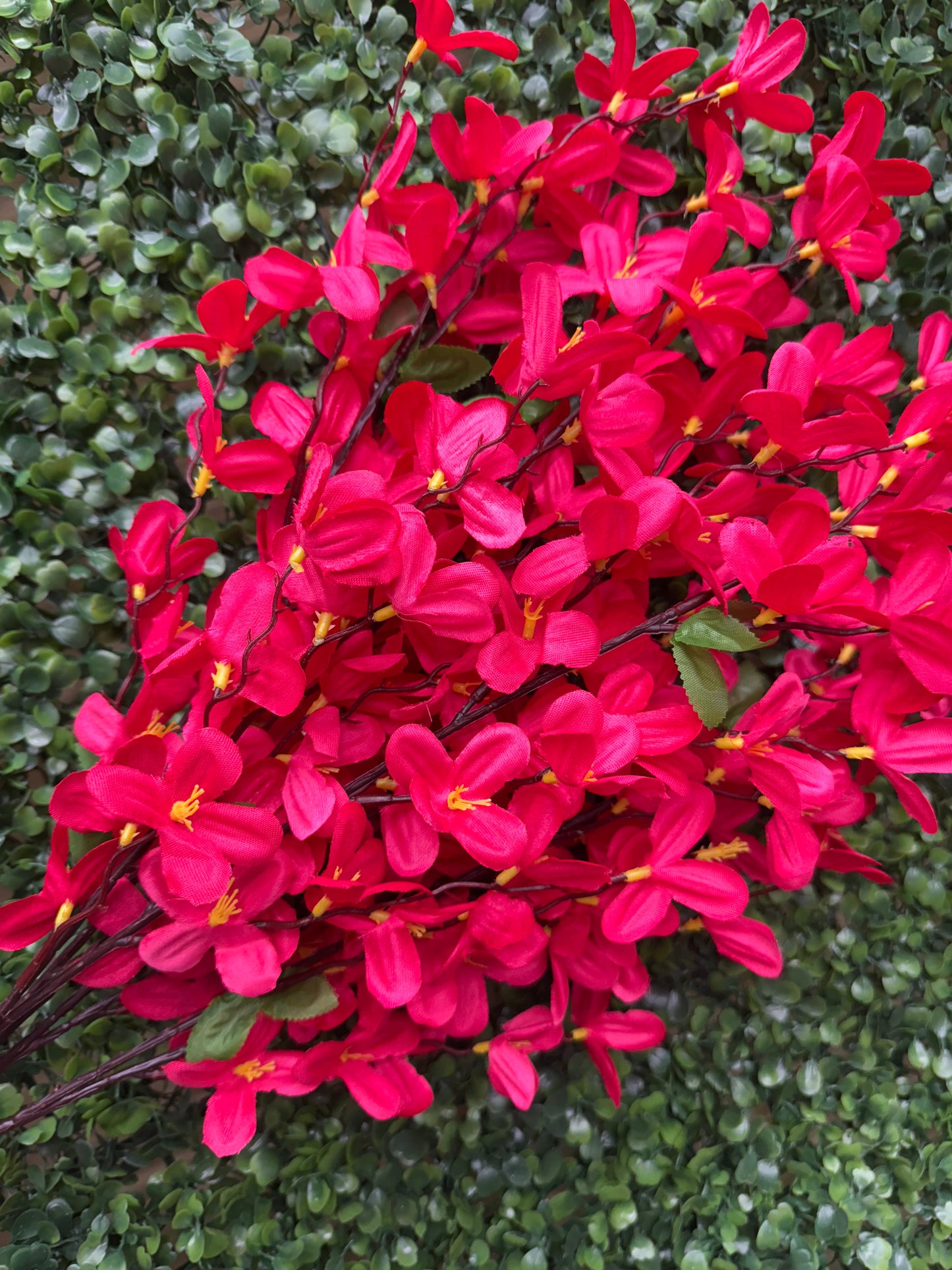 24 Inch Beauty Pink Tweedia Bush