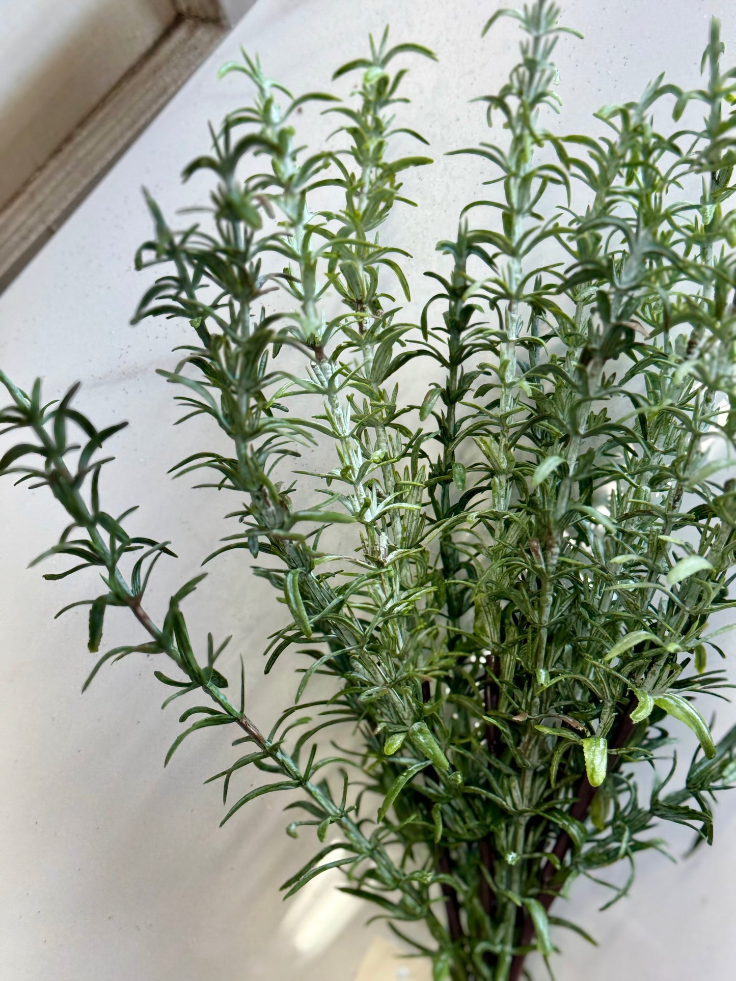 15 Inch Rosemary Bush