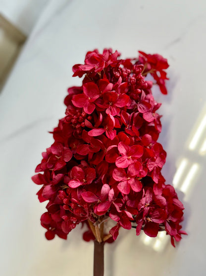 29 Inch Peegee Hydrangea Deep Red Stem