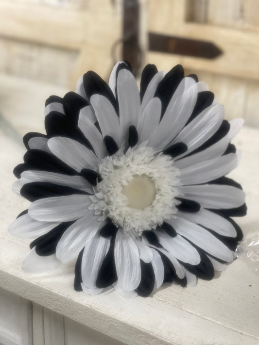 40 Inch Black And White Jumbo Gerbera Daisy