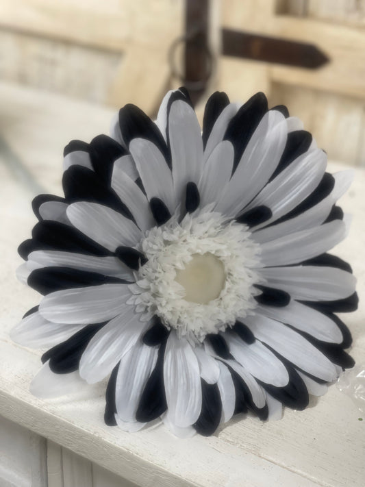 40 Inch Black And White Jumbo Gerbera Daisy