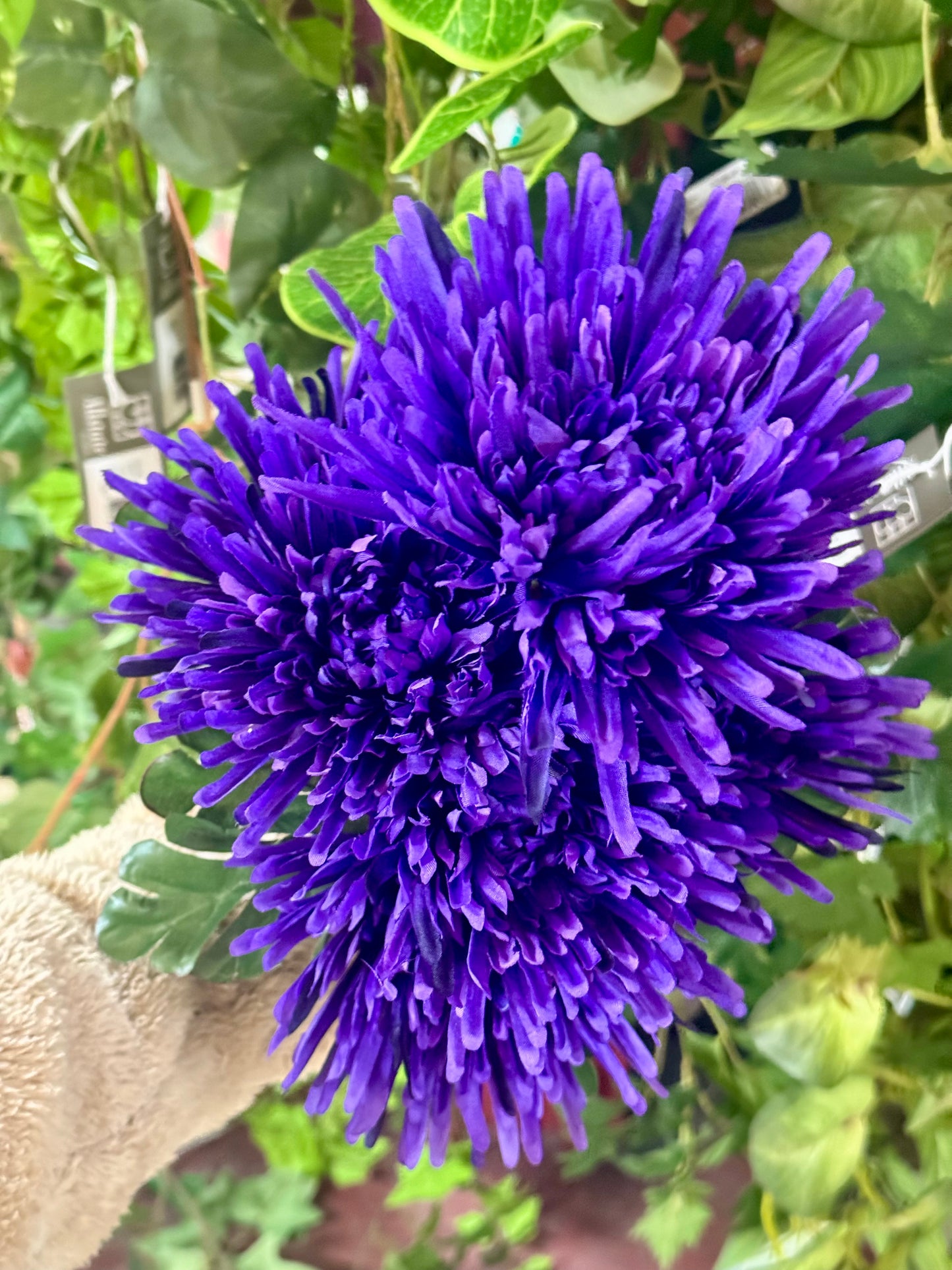 24 Inch Purple Fuji Mum Bush