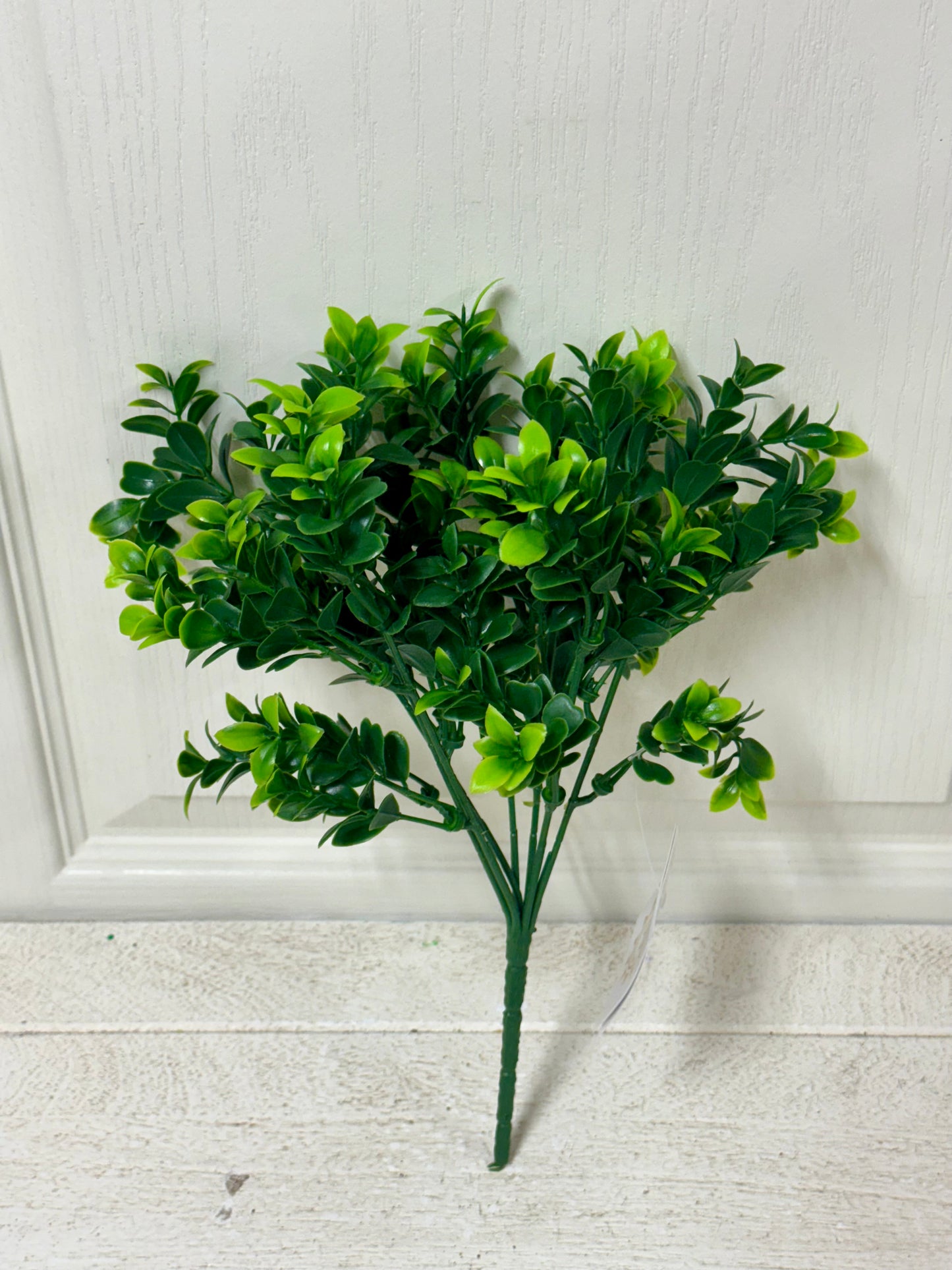 14 Inch Boxwood Bush