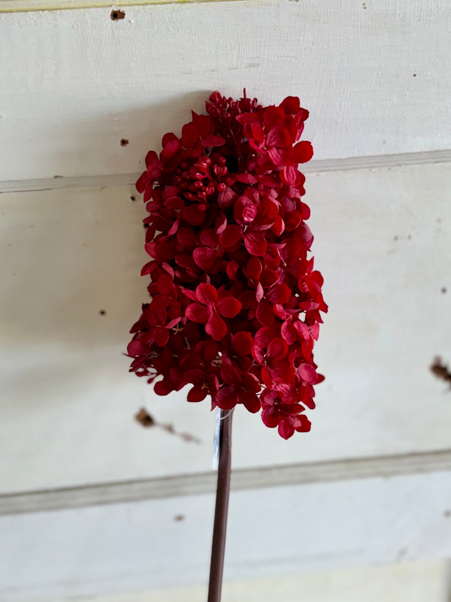 29 Inch Peegee Hydrangea Deep Red Stem