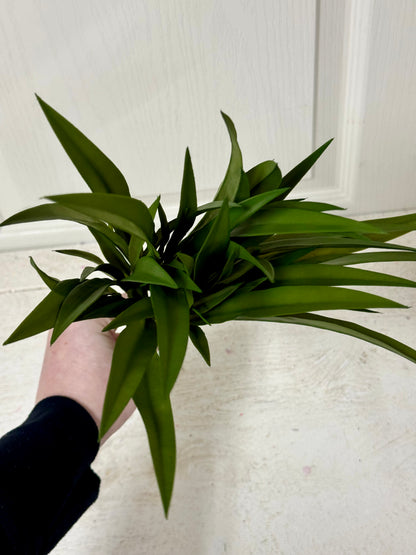 15 Inch Green Spider Plant Bush