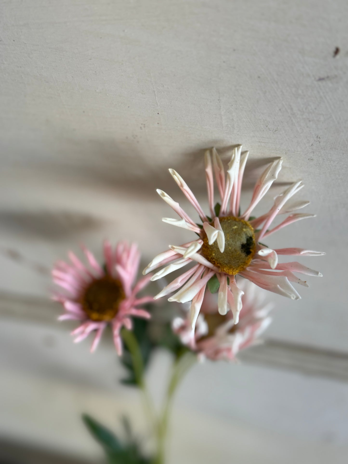 20 Inch Pink Daisy Stem