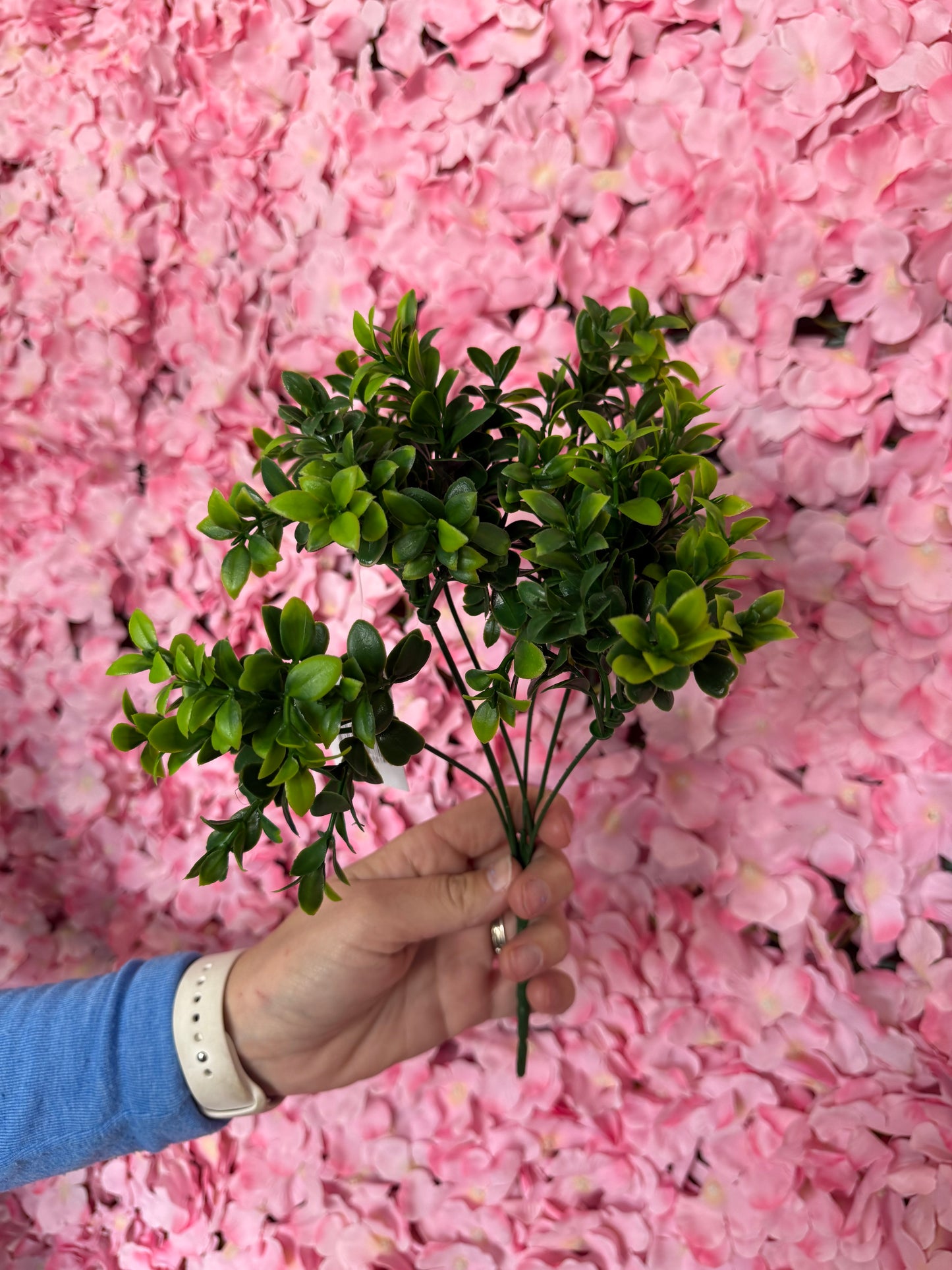 14 Inch Boxwood Bush