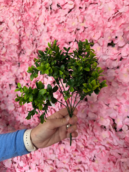 14 Inch Boxwood Bush