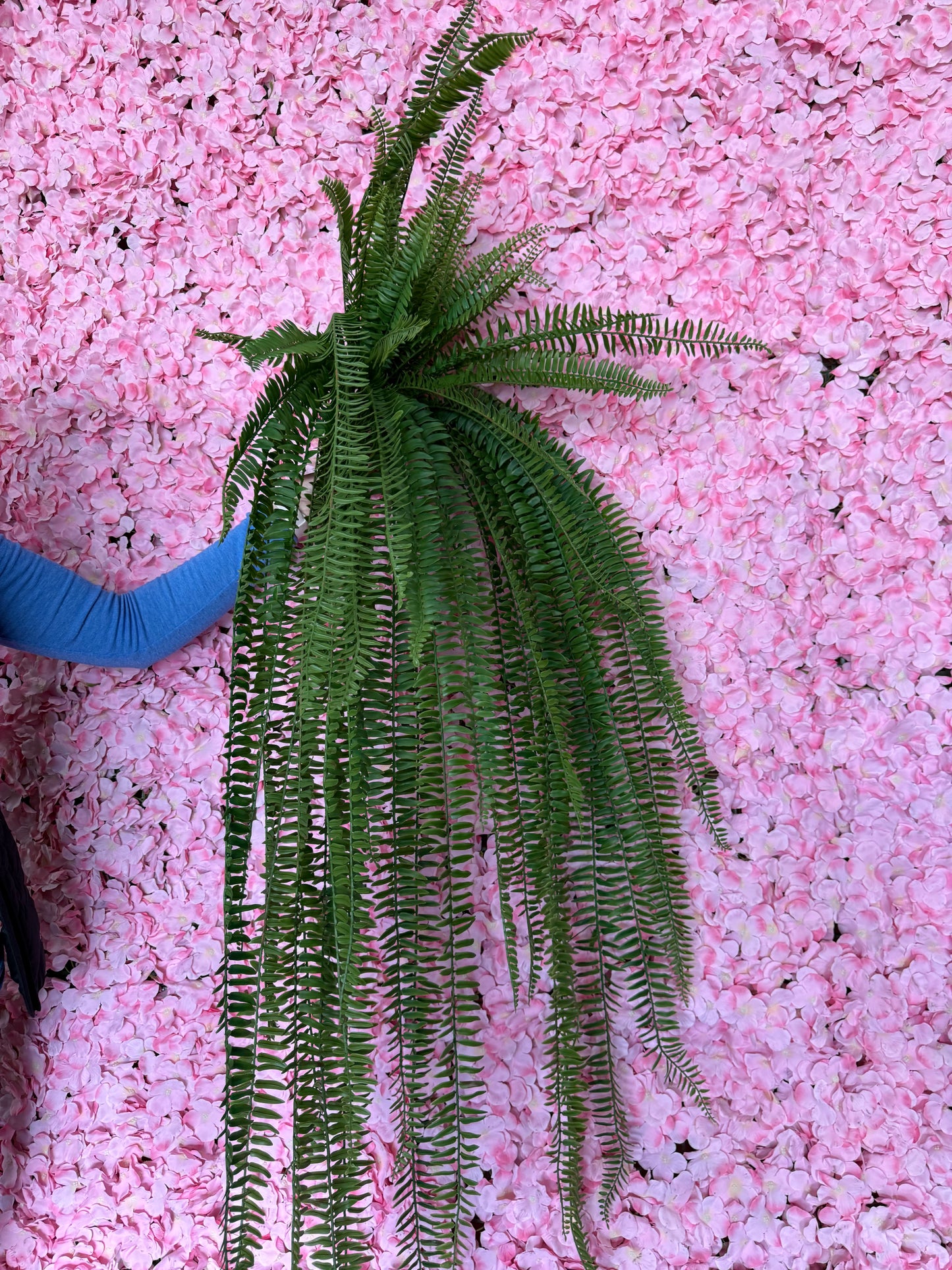 51 Inch Boston Fern Bush