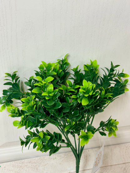 14 Inch Boxwood Bush