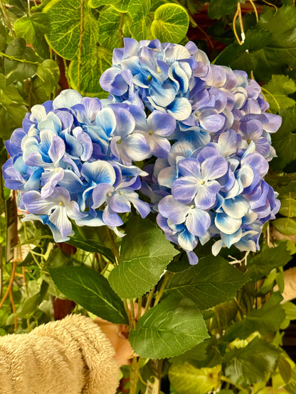 20.5 Inch Blue Hydrangea Bush