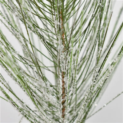 Snowed Long Needle Pine Spray