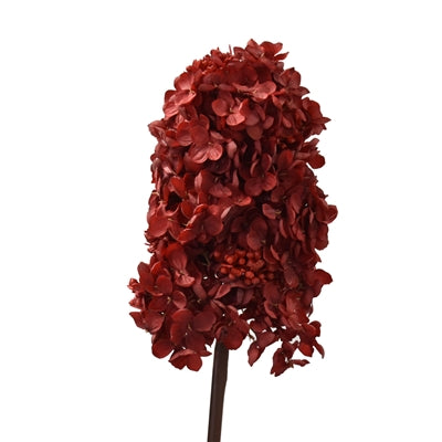 29 Inch Peegee Hydrangea Deep Red Stem