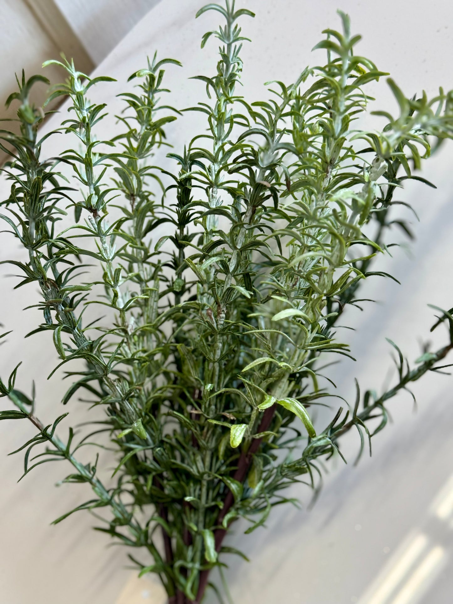 15 Inch Rosemary Bush