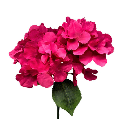 18 Inch Hot Pink Southern Hydrangea Bush
