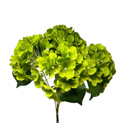 17 Inch Lime English Garden Hydrangea Bush