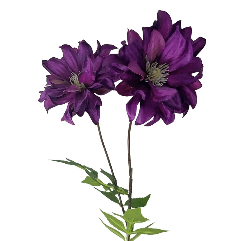 27 Inch Purple Star Dahlia Stem