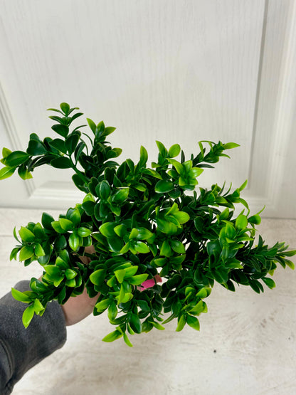 14 Inch Boxwood Bush