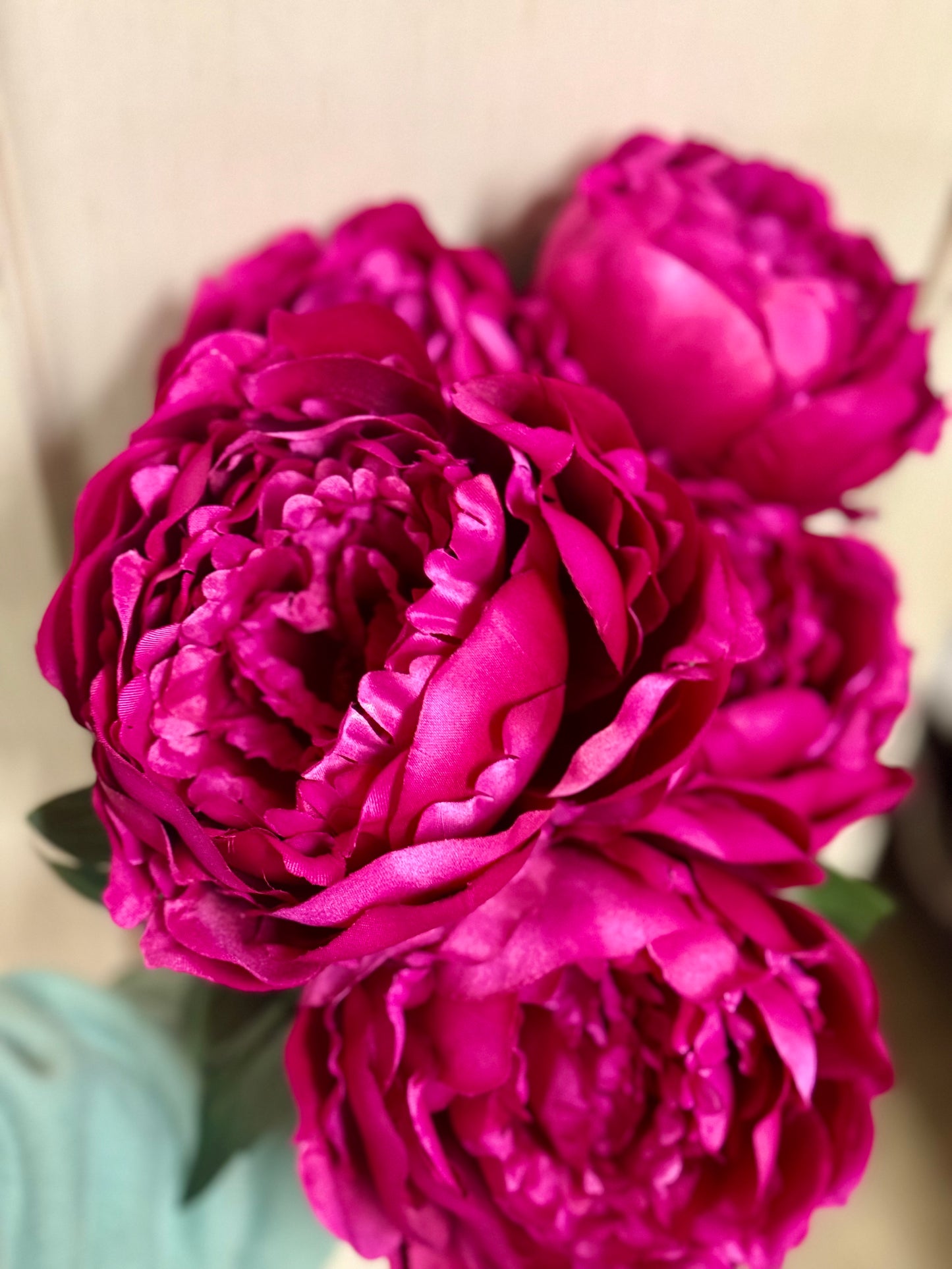 20 Inch Beauty Pink Peony Bush