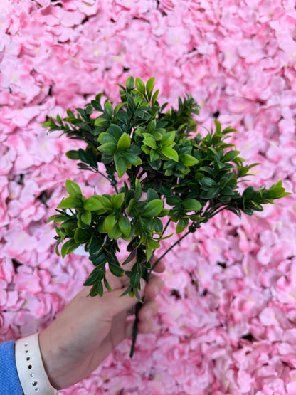 14 Inch Boxwood Bush
