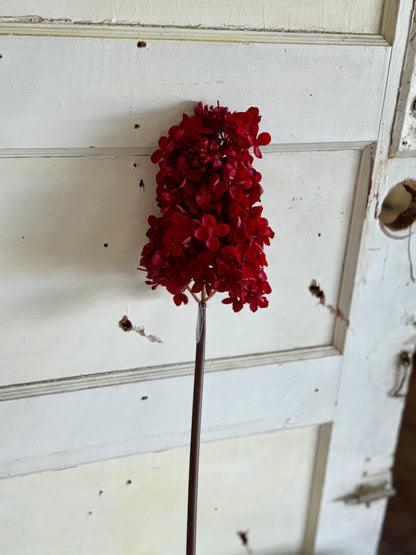 29 Inch Peegee Hydrangea Deep Red Stem