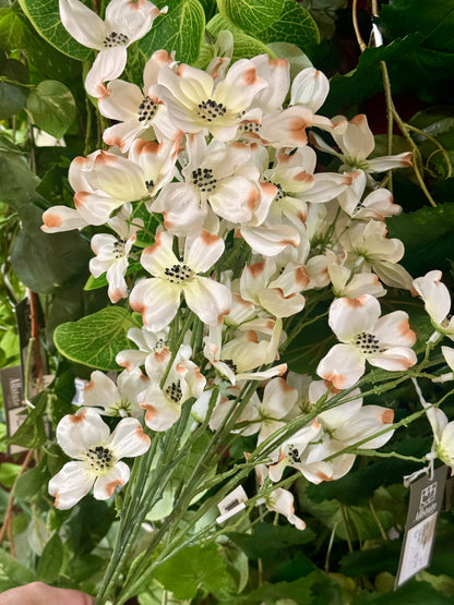 22 Inch Cream Dogwood Bush