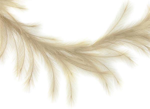 6 Foot Natural Grass Plume Garland