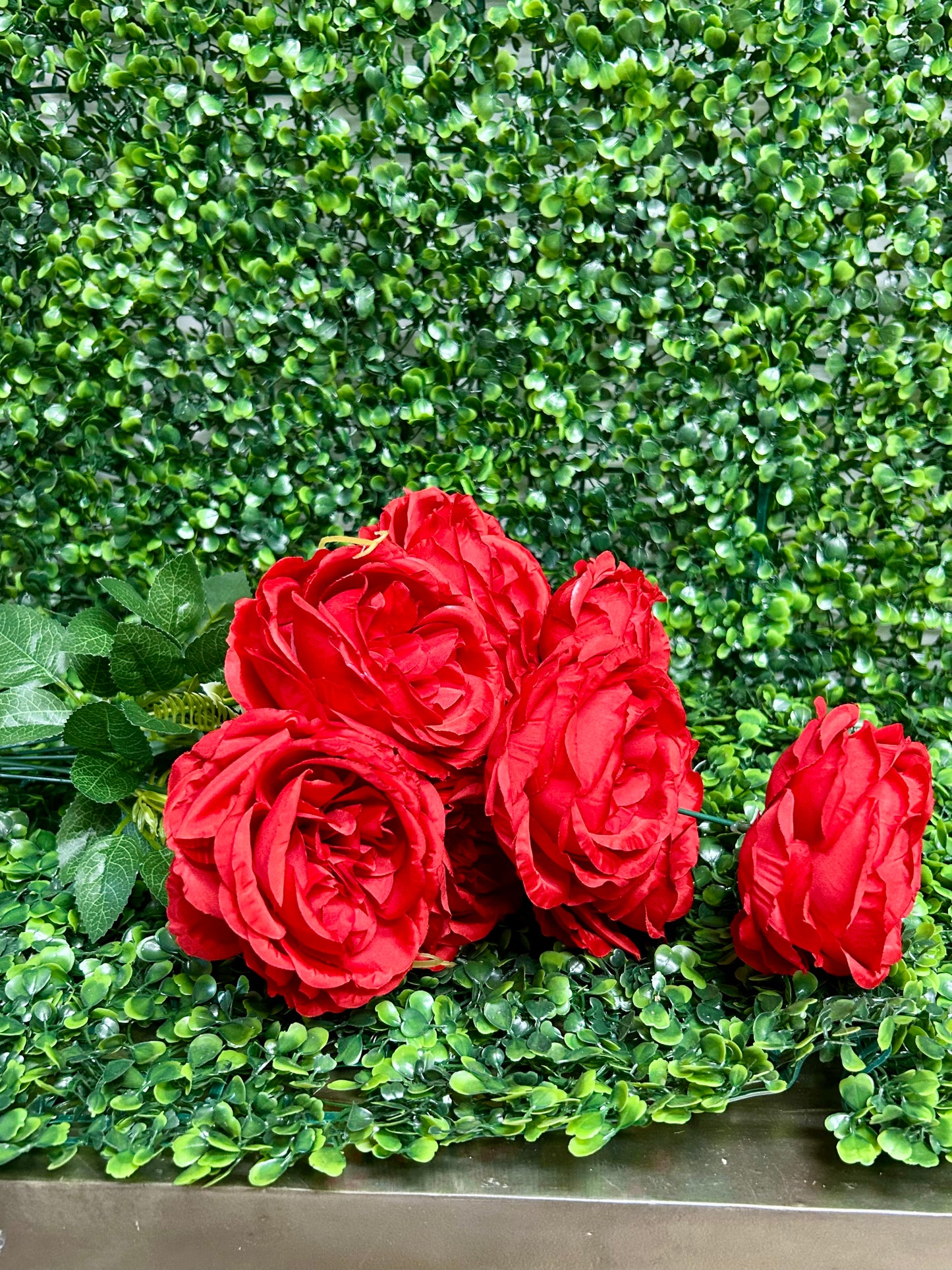 24 Inch Red English Rose Bush