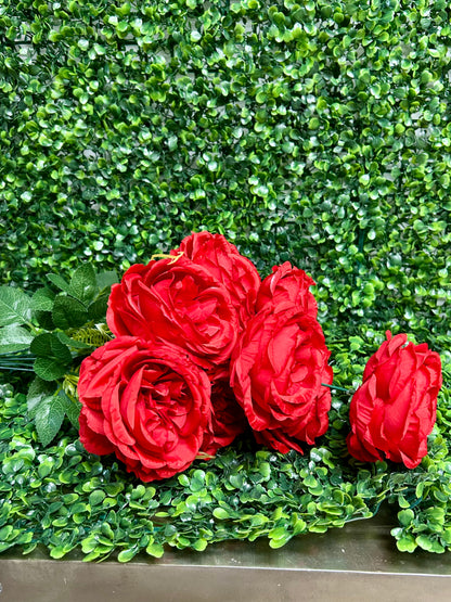 24 Inch Red English Rose Bush
