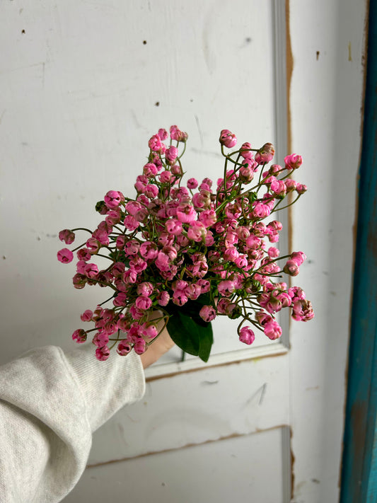 20 Inch Pink Gypso Bush