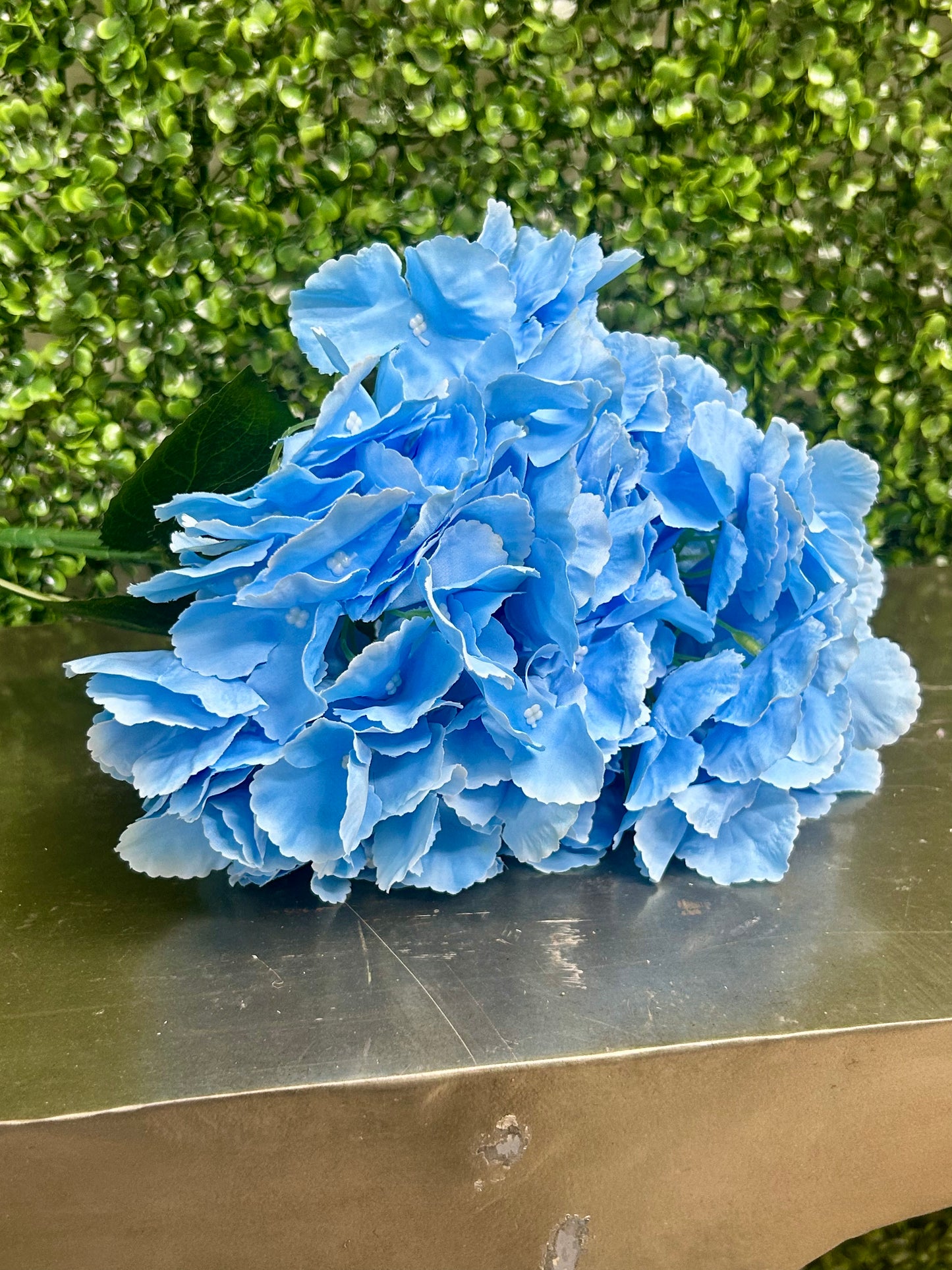 18 Inch Light Blue Southern Hydrangea Bush