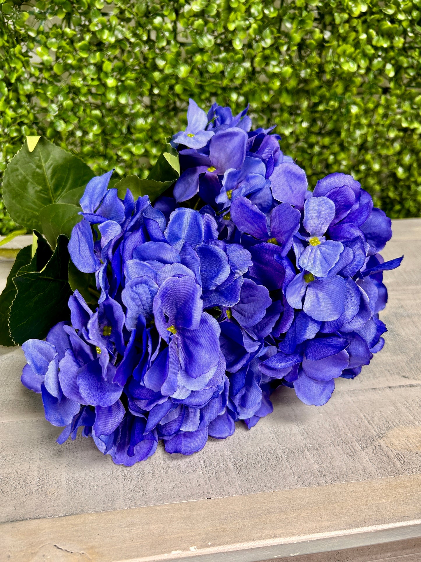 18 Inch Periwinkle Hydrangea Bush