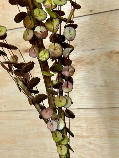 34 Inch Green And Brown Eva Faux Eucalyptus Spray