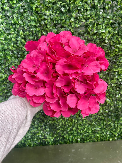 18 Inch Hot Pink Southern Hydrangea Bush